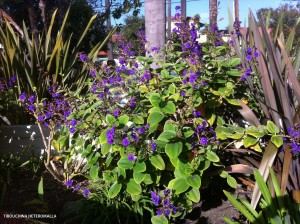 Tibouchina heteromalla - blooming